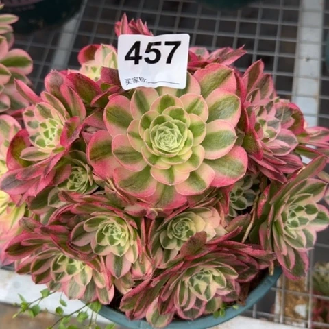 457玉资20厘米左右