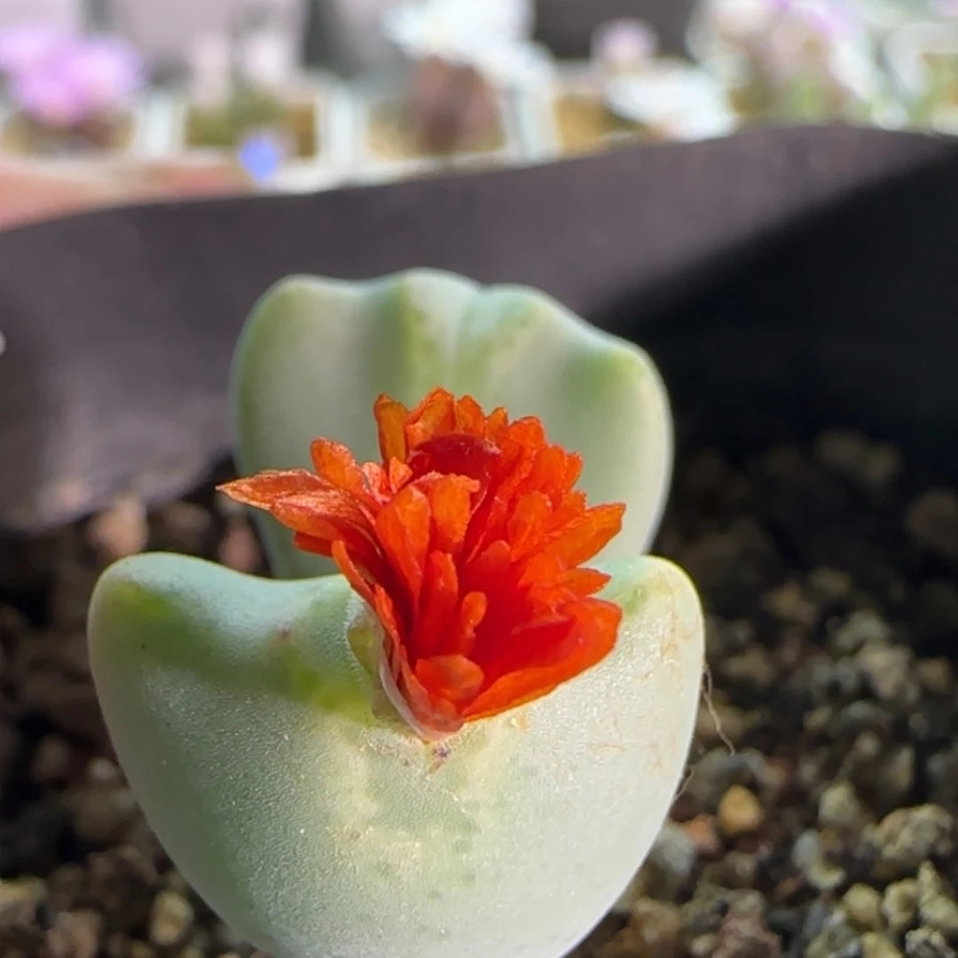 【闪购商品】19038璇花少将