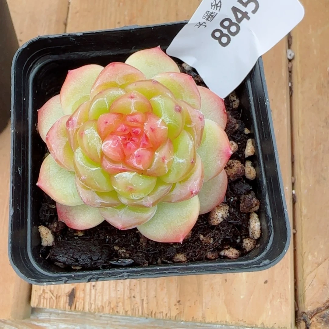 拿铁奶沫，8845多肉植物