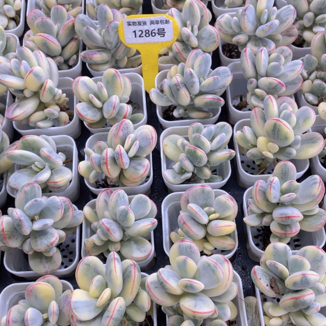 1286号 乒乓福娘锦精品一个