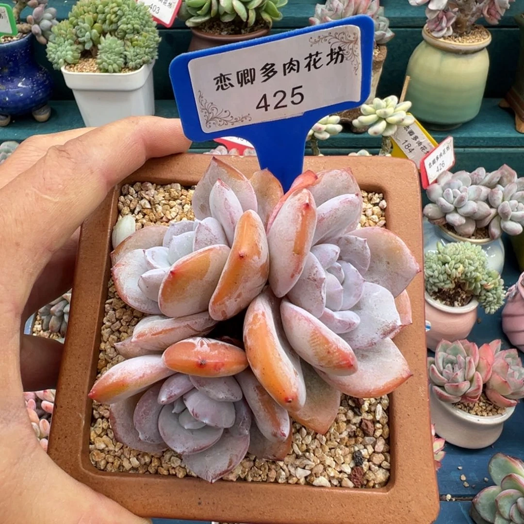 425号奶茶3头无砍老桩