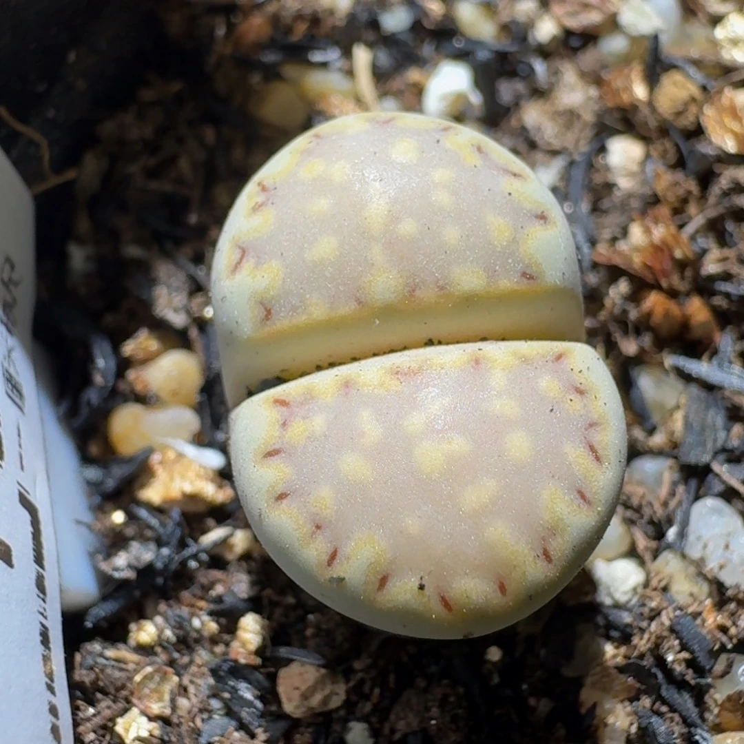 Ssss好便宜好便宜180