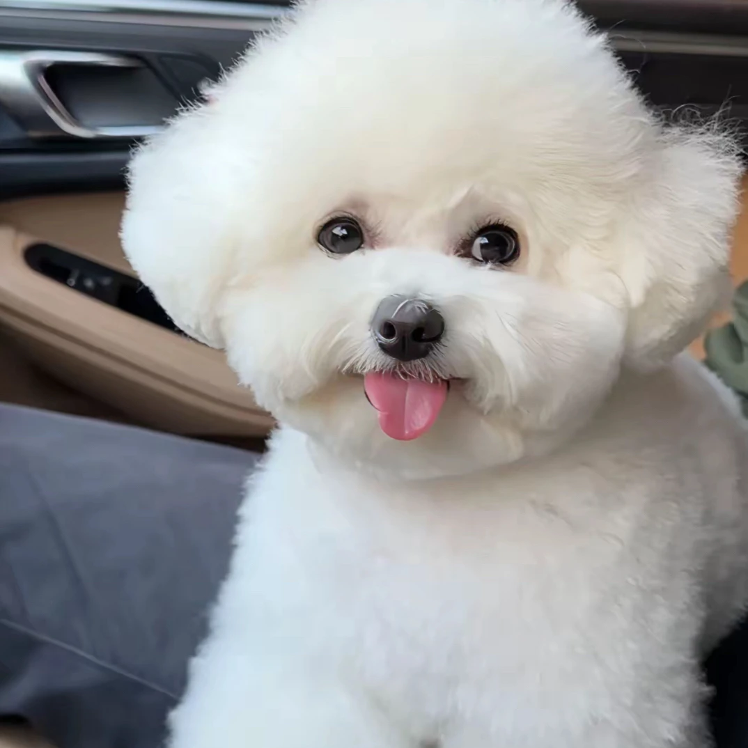 比熊活体狗狗（一物一拍