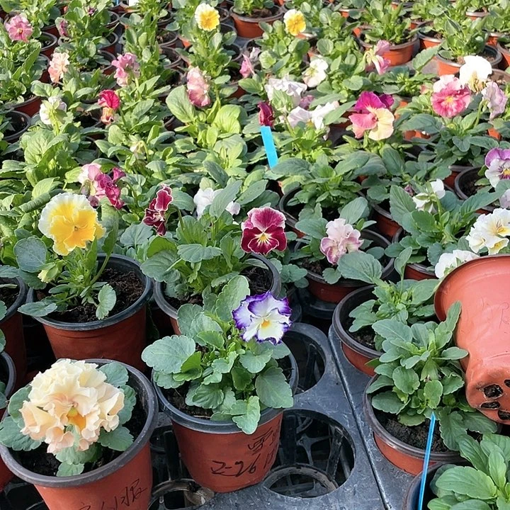 无花朵颖*彩虹加雪蓝渐变