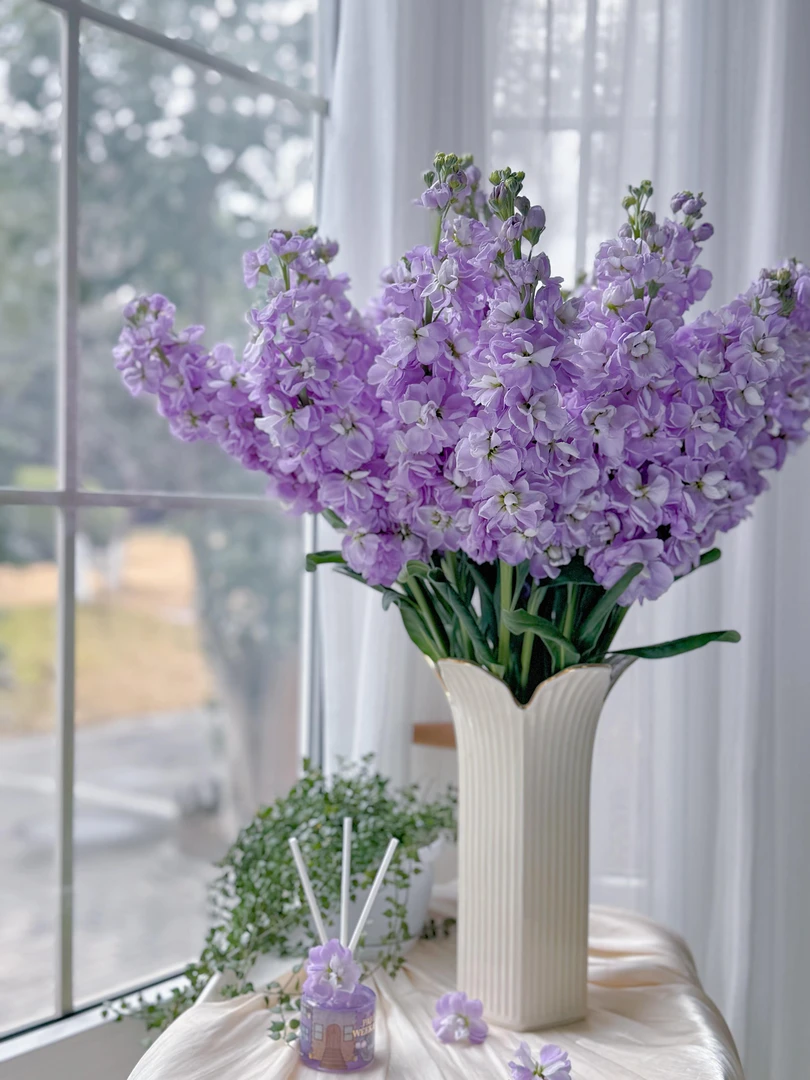 紫色紫罗兰-草花收到焉脱水需先醒花