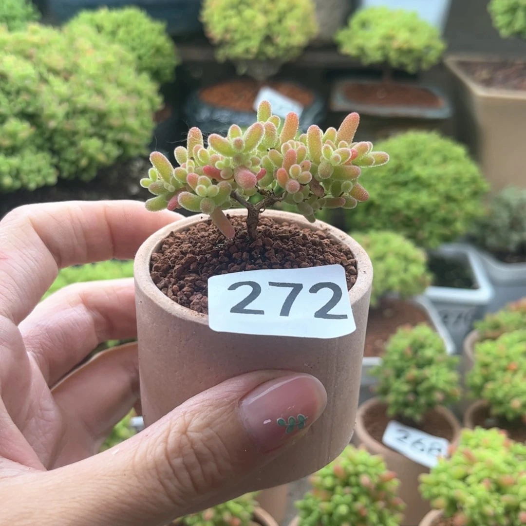 无花朵272蜜桔可爱多肉植物
