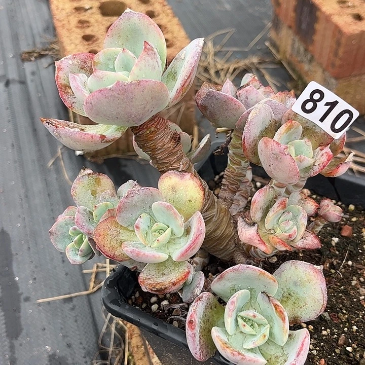 s***t810血凤脱土发货不退不换