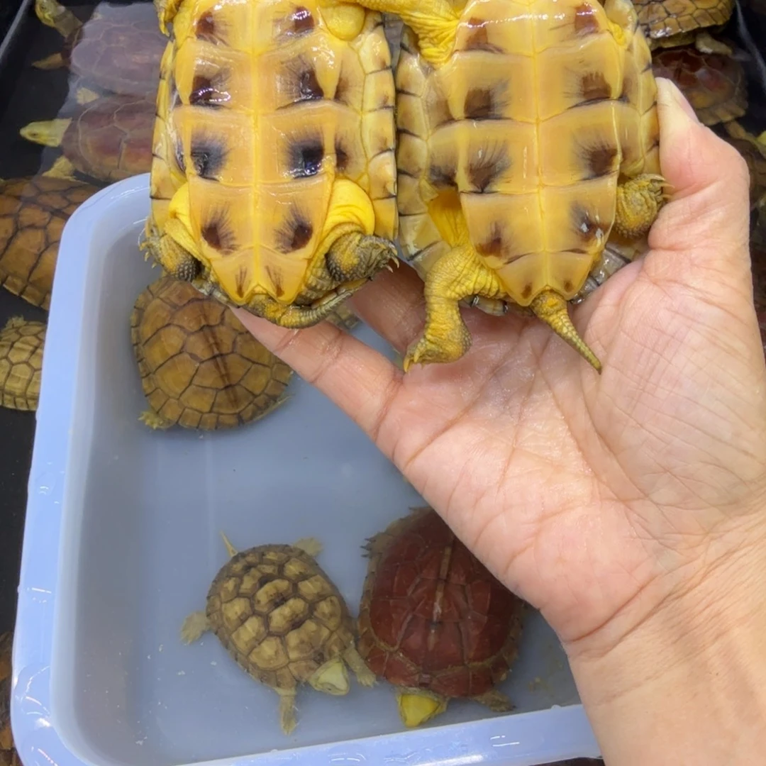 一***菇公母搭配宠物龟背甲8