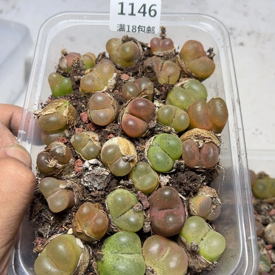 【闪购商品】 1146。