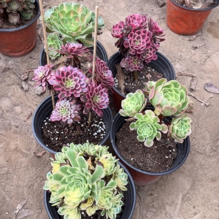 518多肉植物组合，