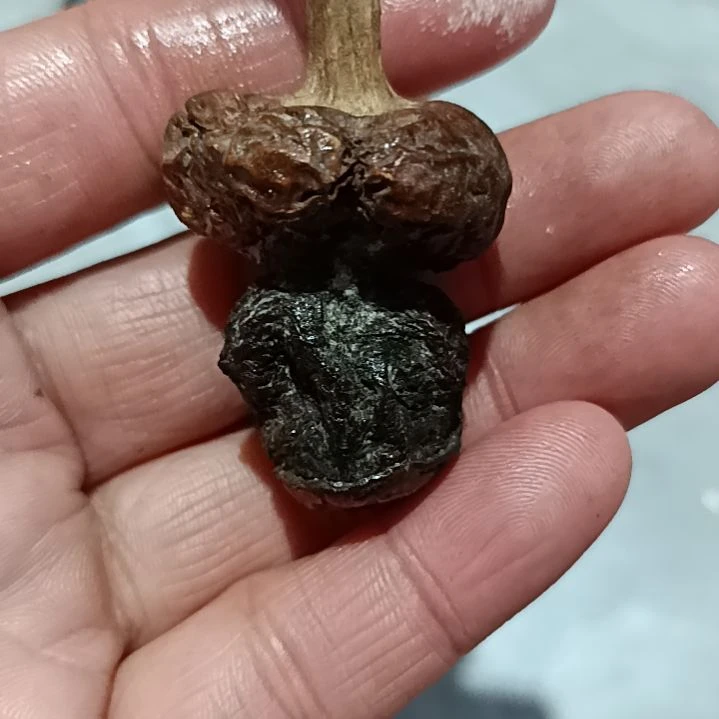 用***光葫芦葫芦葫芦葫芦葫芦葫芦