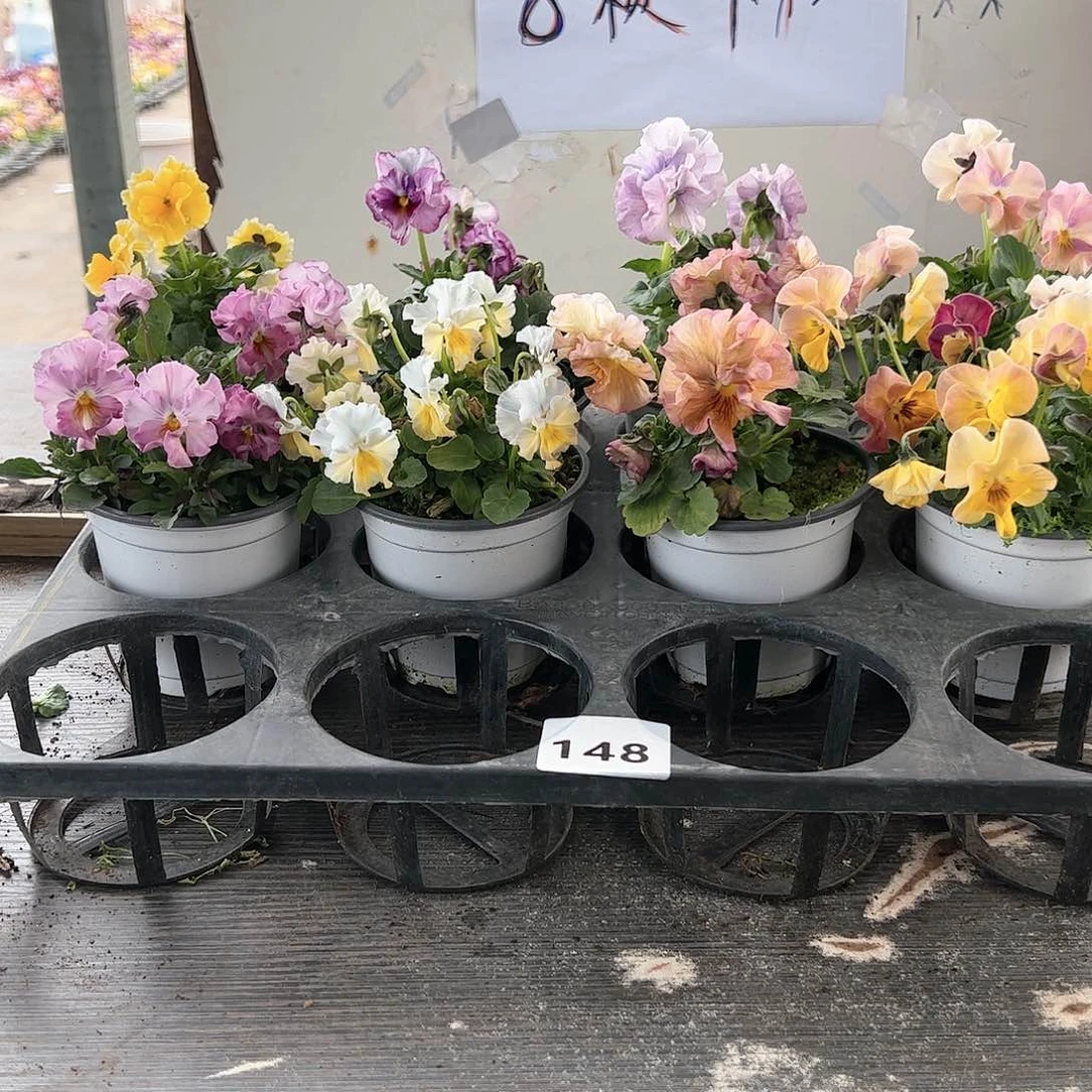 【闪购商品】148号