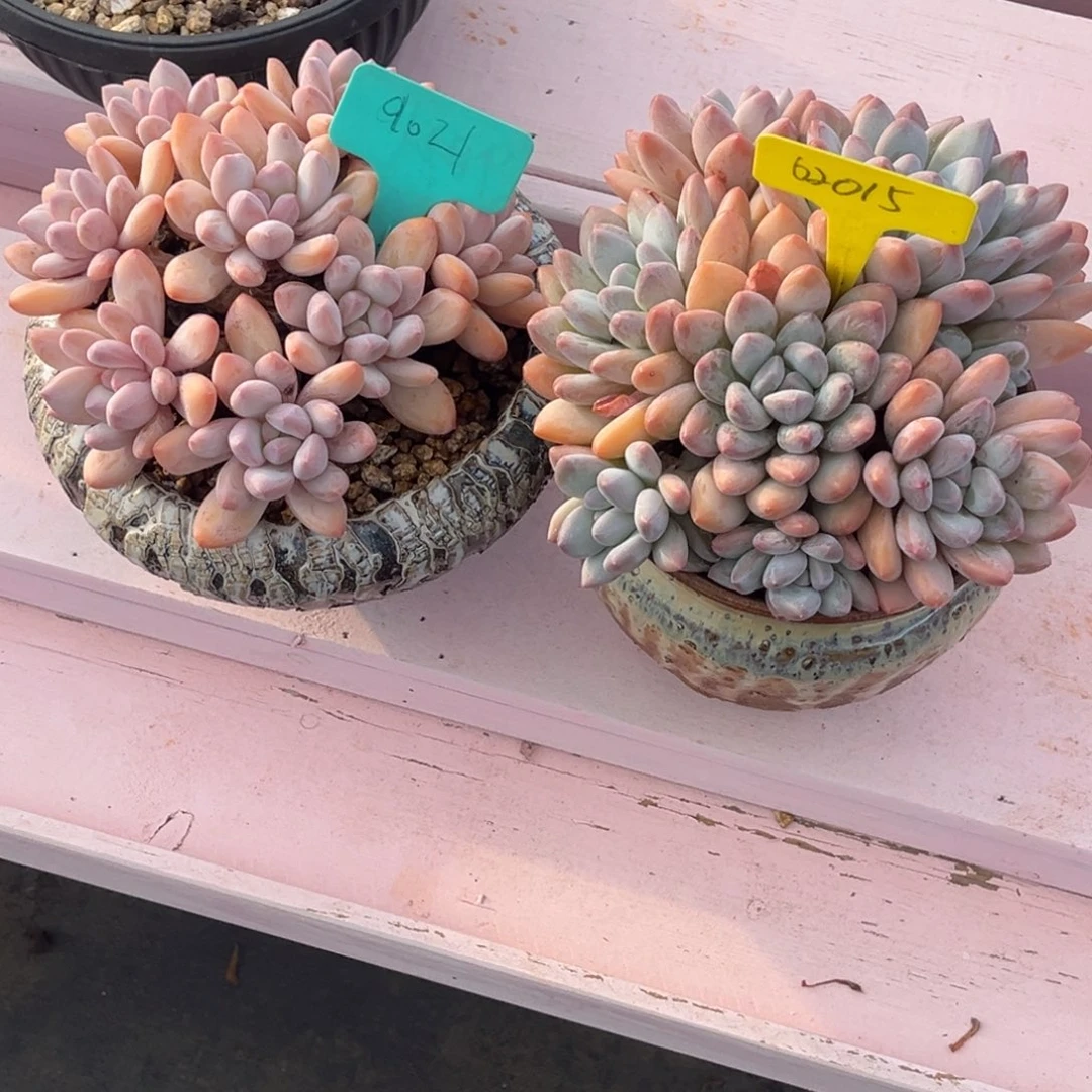 *****9021.62015号下午景天系列群生多肉植物