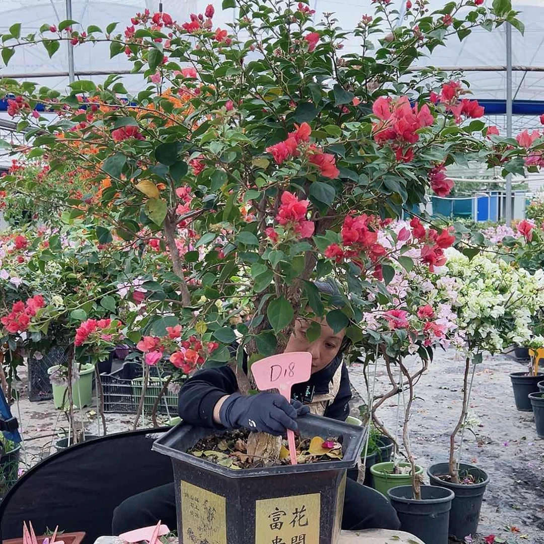 *****大部分花苞少量开放D18不甜西瓜