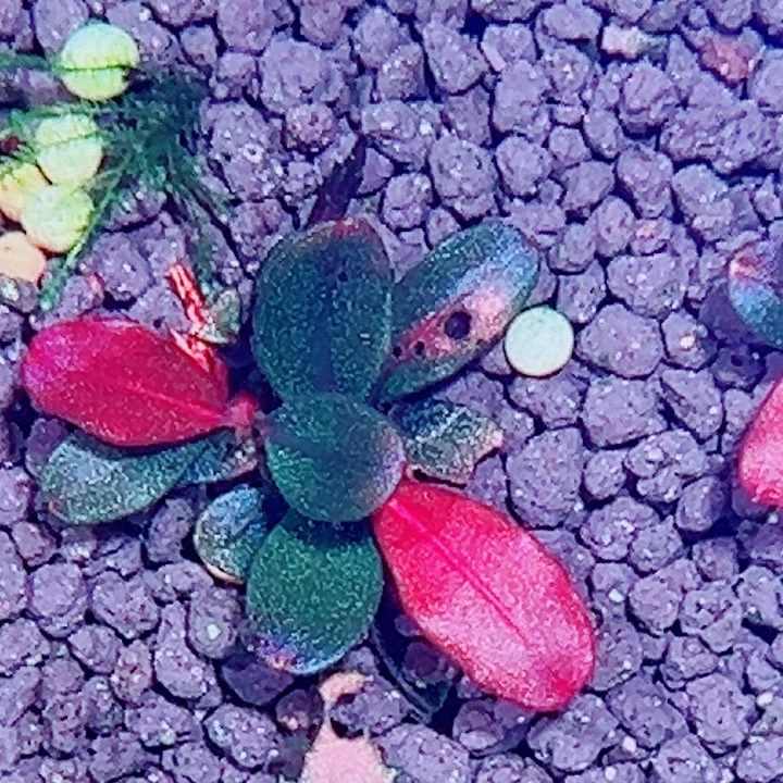 福利15号福利价植物一头（1号缸 丛