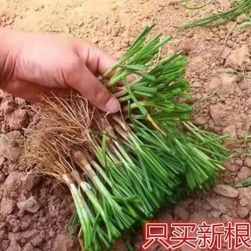 新鲜现挖韭菜根苗中宽叶苔韭紫根可四季种植阳台盆栽蔬菜