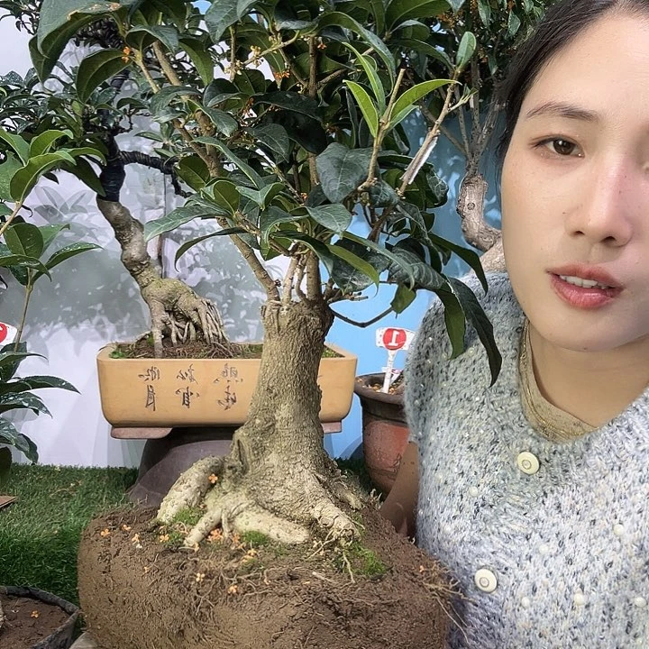 为***待大量花朵（建议范围：8朵-15朵 或40%以上）四季丹111111