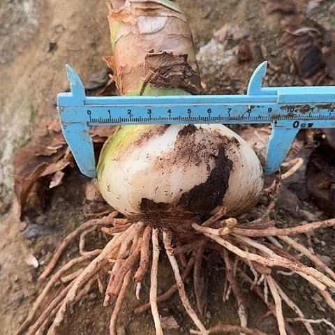 粉色惊奇9厘米包对版