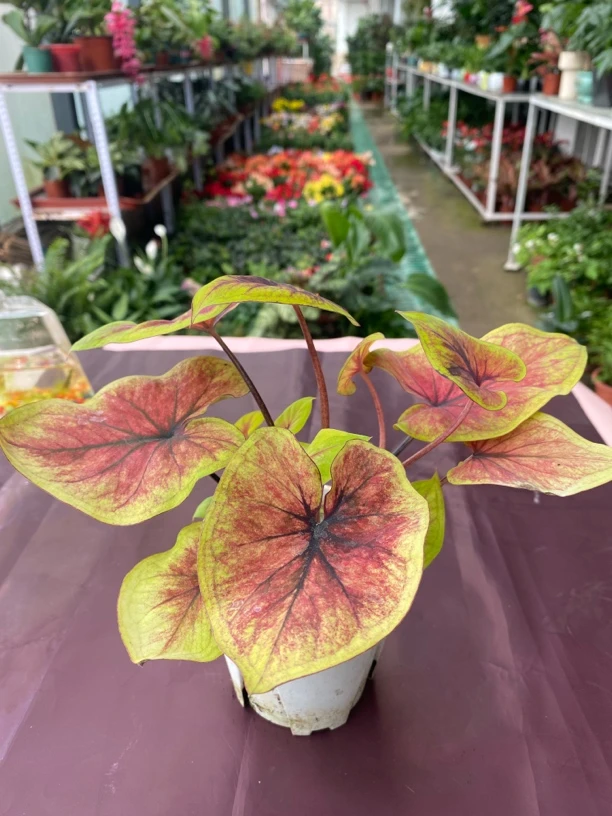 焦糖布丁彩叶芋原盆原土室内观叶好养热植