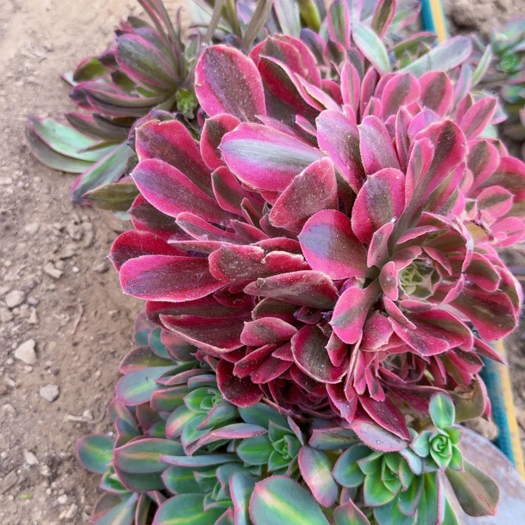 粉霞，女巫，星辰满20包邮