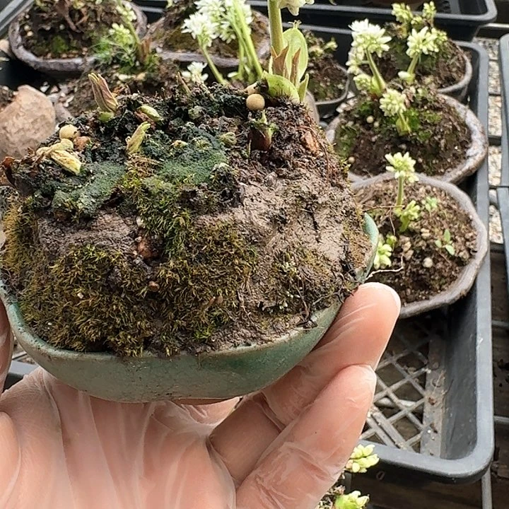 红陶藜**林330顺丰到付