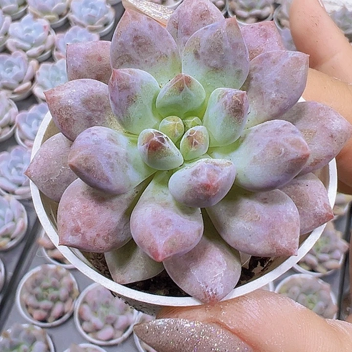 半夏19包邮多肉5厘米盆