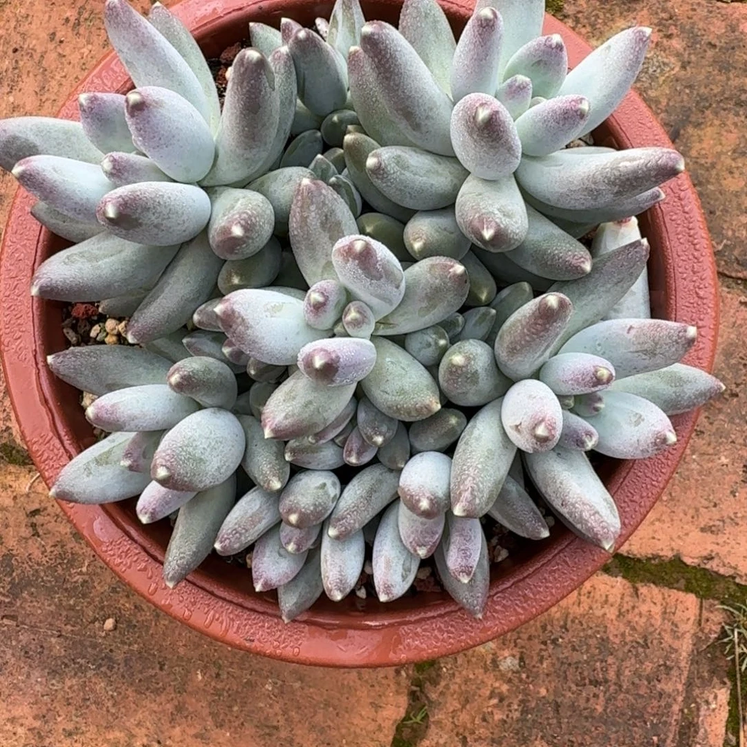 未***期松果/星空美人12头无砍