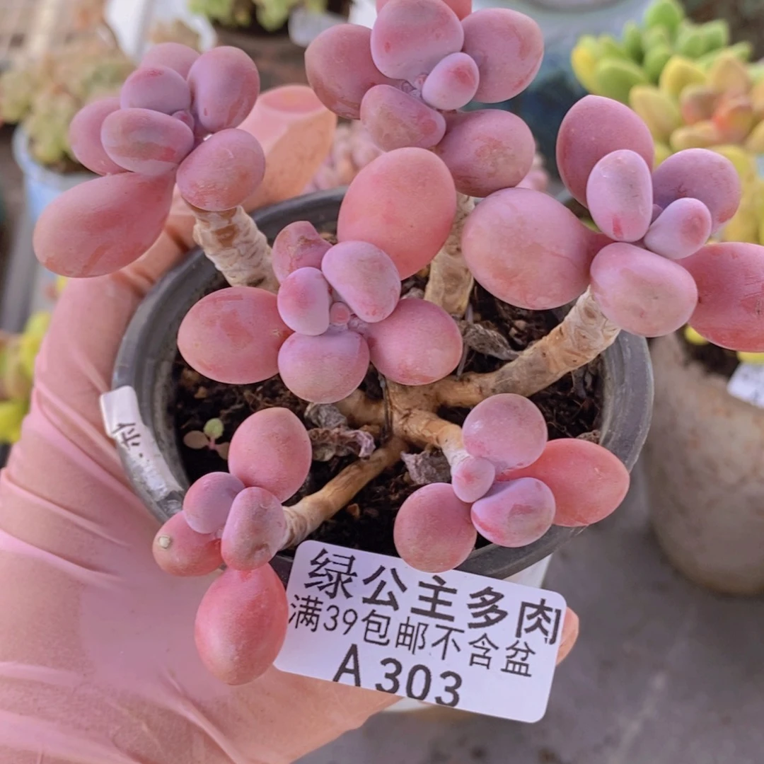 糖果桃蛋老桩10cm303多肉植物