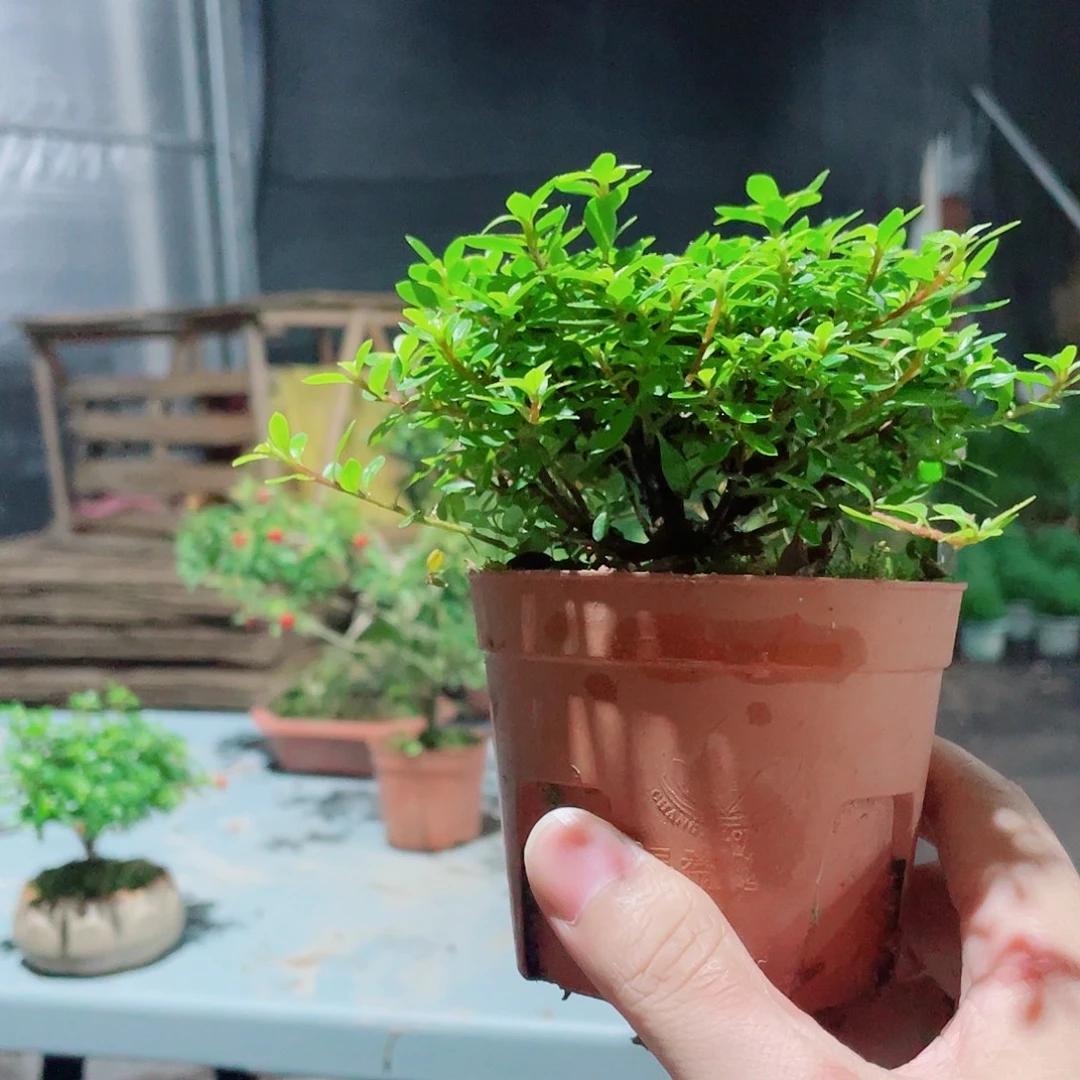 当前无花栽培后可以开花早乙女杜鹃花，矮霸，整高15