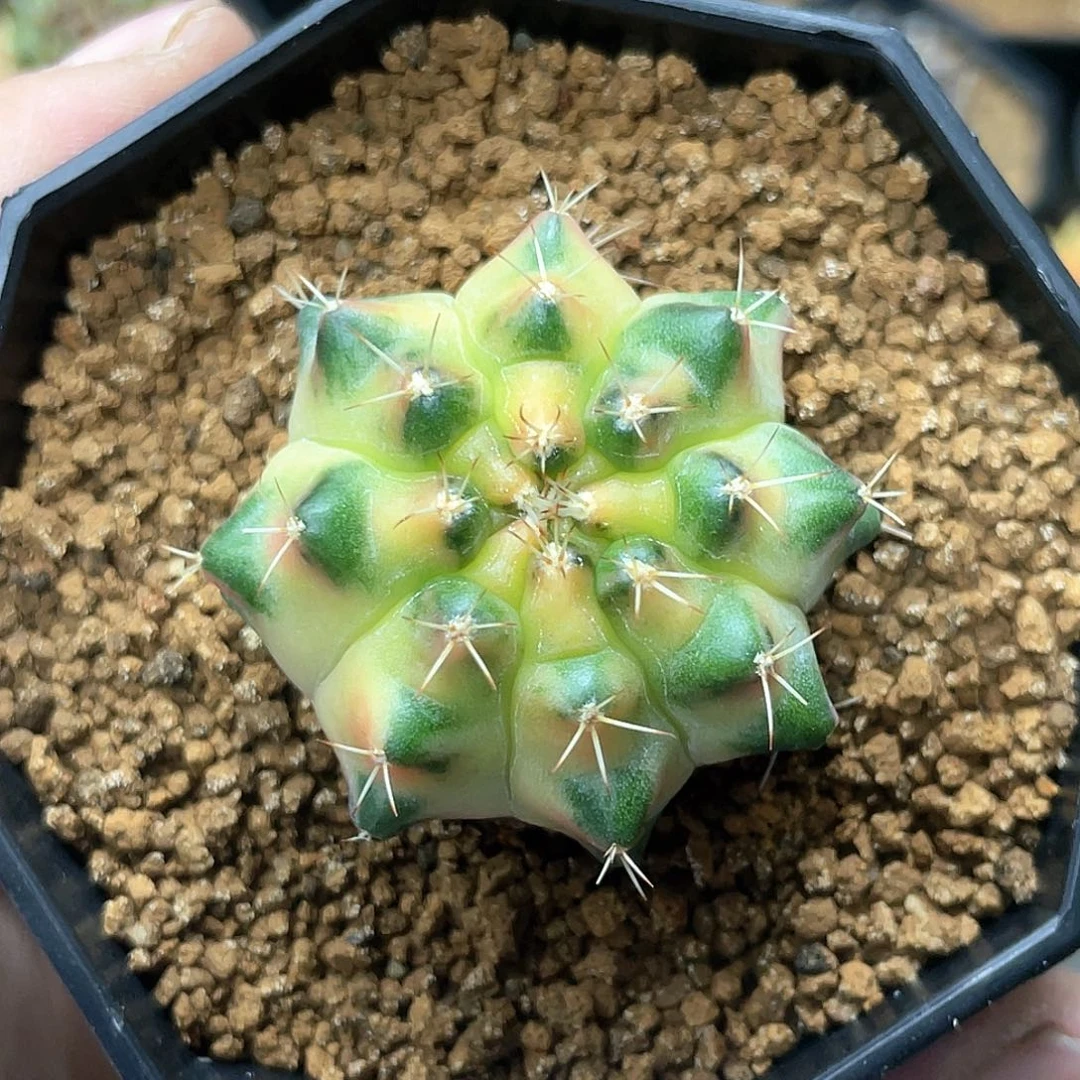 当前无花朵，栽培后可花朵