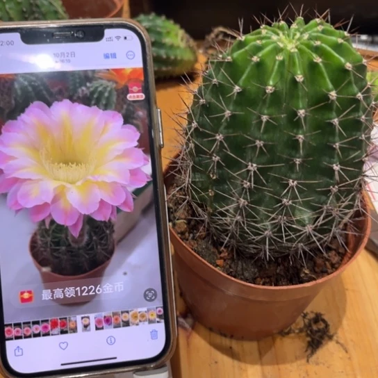 露露彩草黄心紫7公分左右