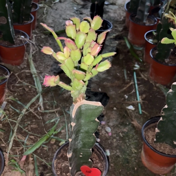 哈***心当前无花栽培后可以开花罗拉森1109