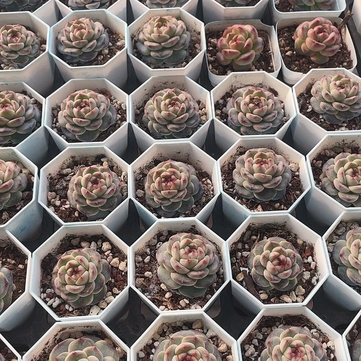 20一盆黑肌88888888