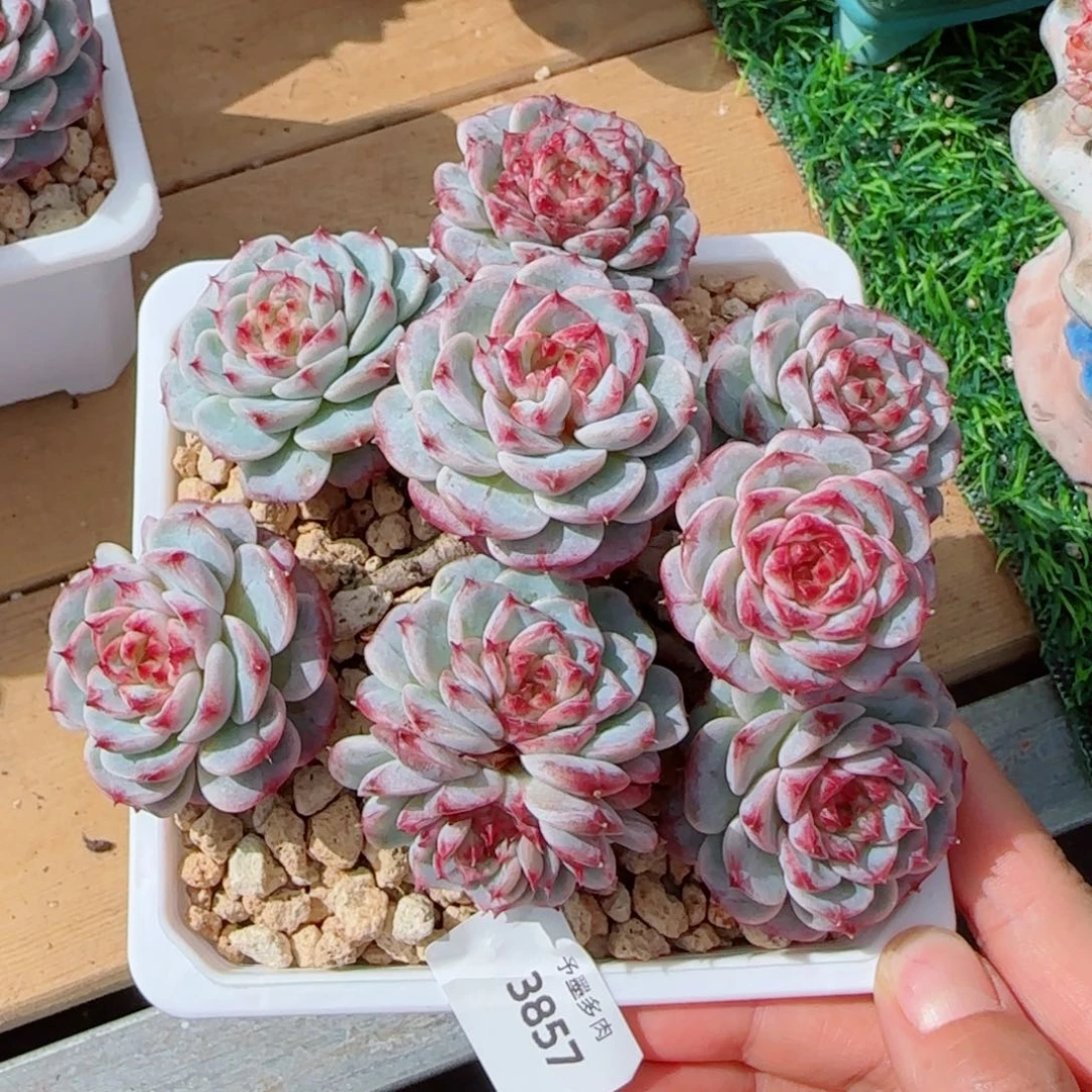 天鹅绒，3857多肉植物