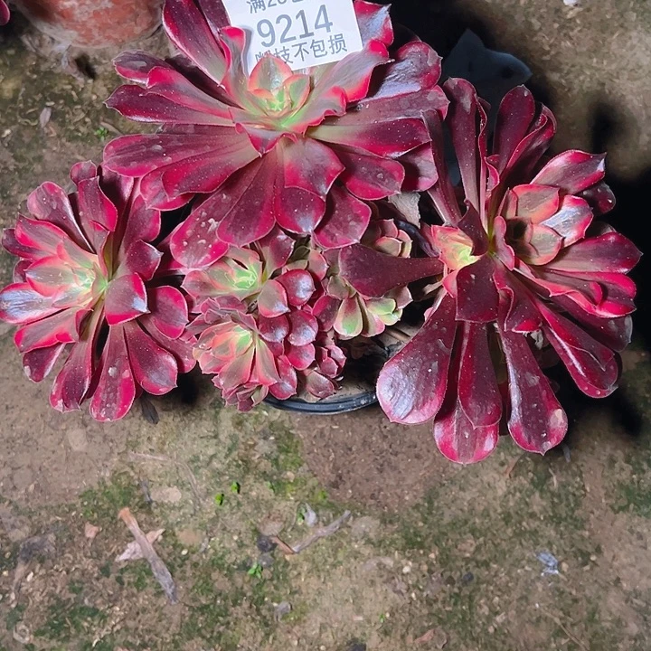 9214美杜莎缀多肉植物