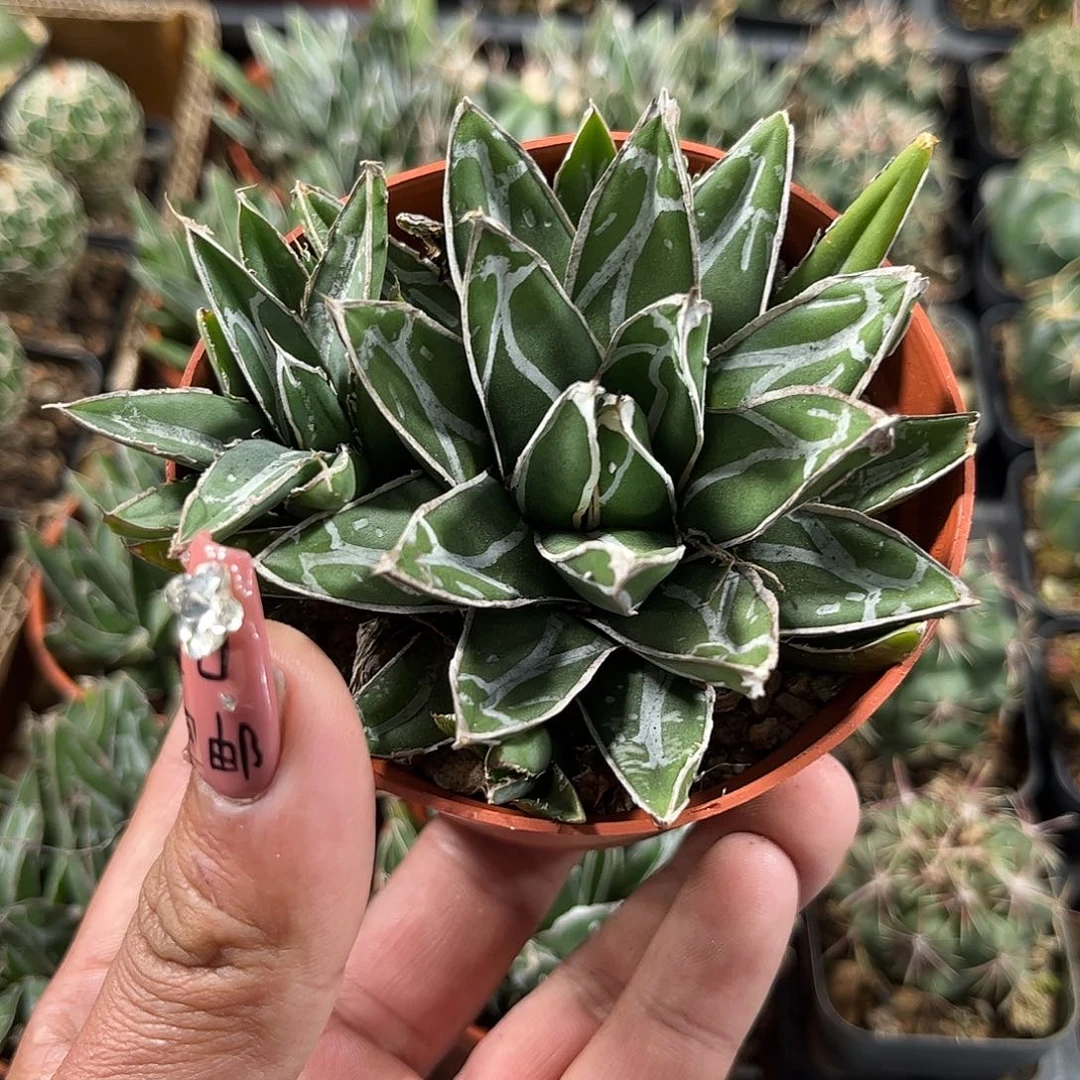 世之雪单头发货单头发