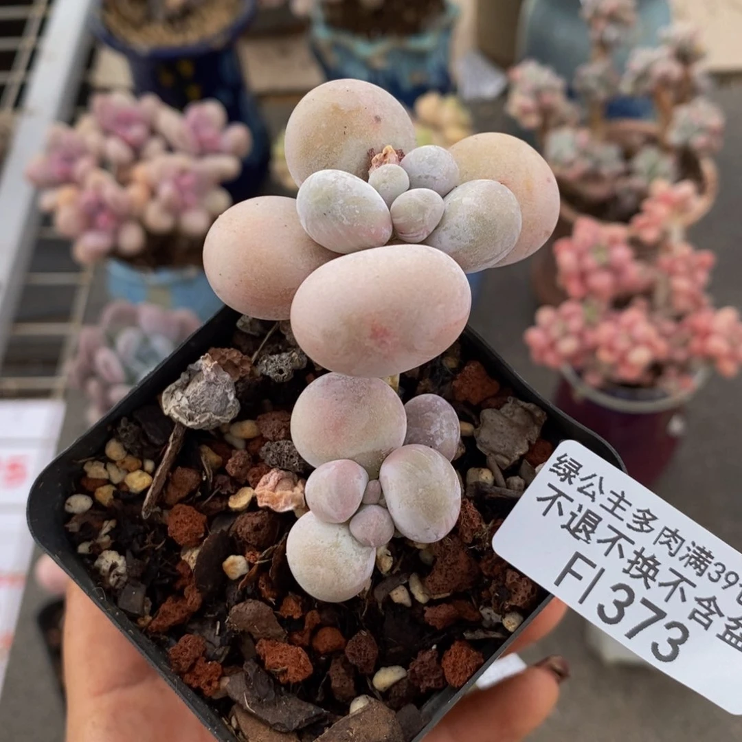 橙奶373/4cm的肉
