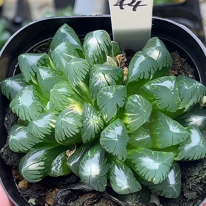 44双头老川玉露锦