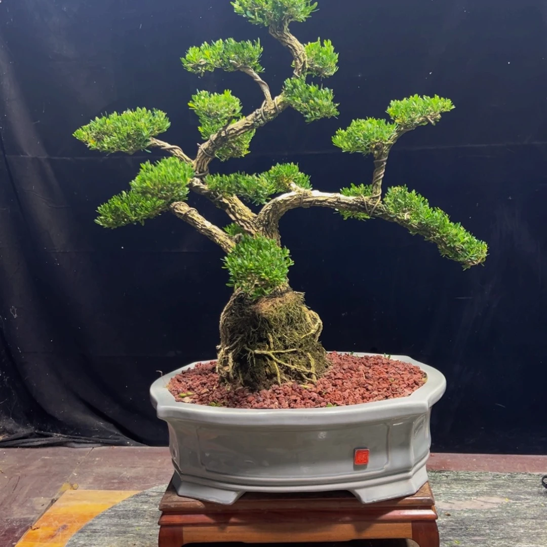 无花朵广东黄杨四季常青