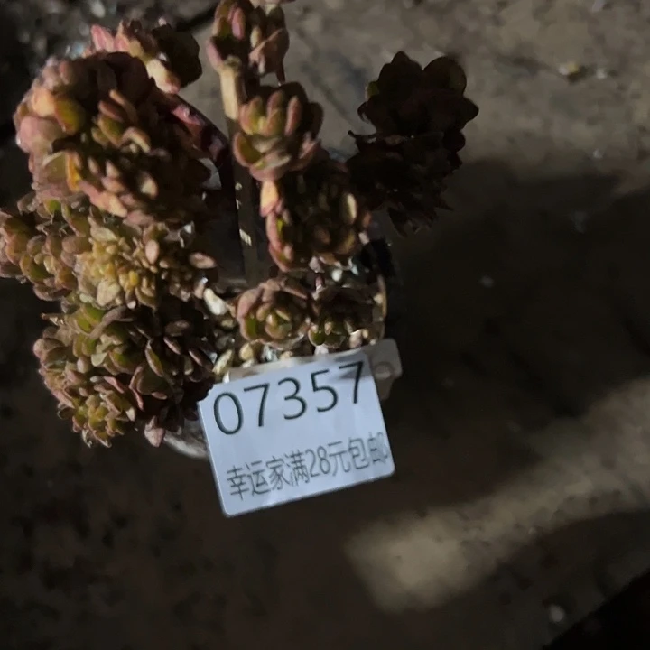 幸运的是我还没遇到幸运