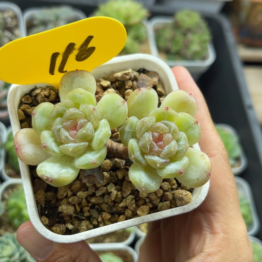 白色恋人双头116可拍
