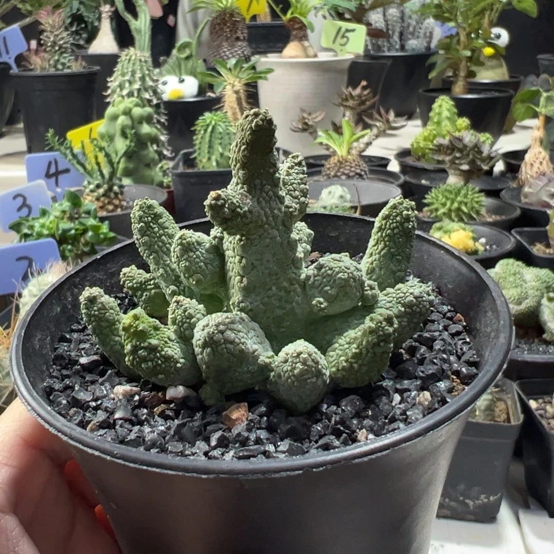 蛇提玉带盆1111111