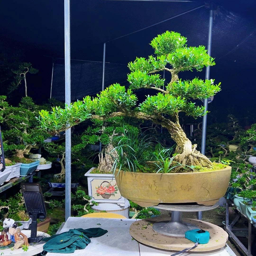 无花朵广东黄杨木盆景