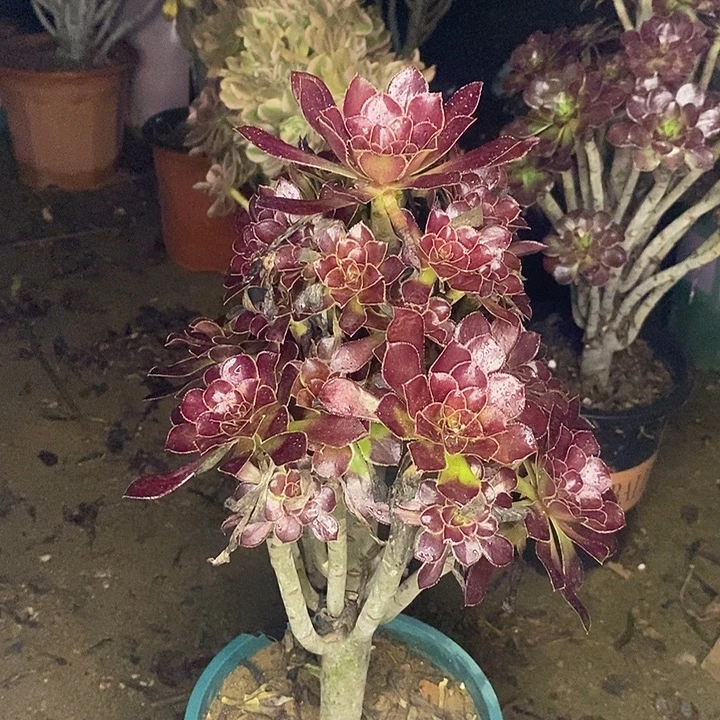 黑法多肉植物090