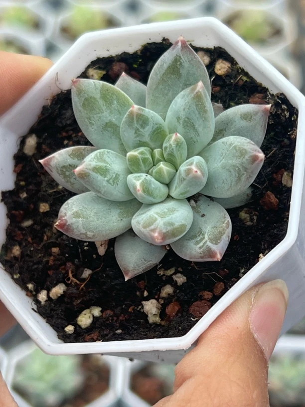 伊丽莎白多肉植物