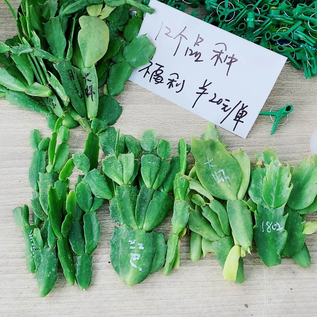 杨***玲无花朵叶片福利一物一拍