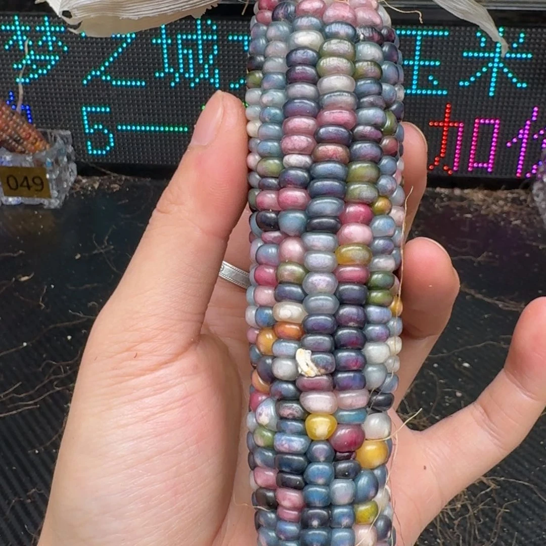 柏香籽/百香籽吊坠米*