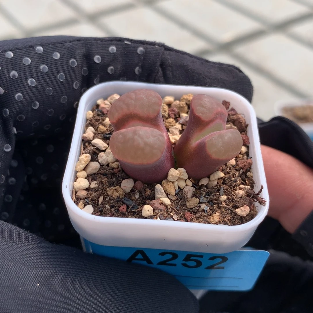 a252磁铁风铃母本