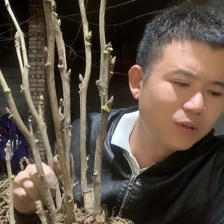 风***程当前无花栽培后可以开花