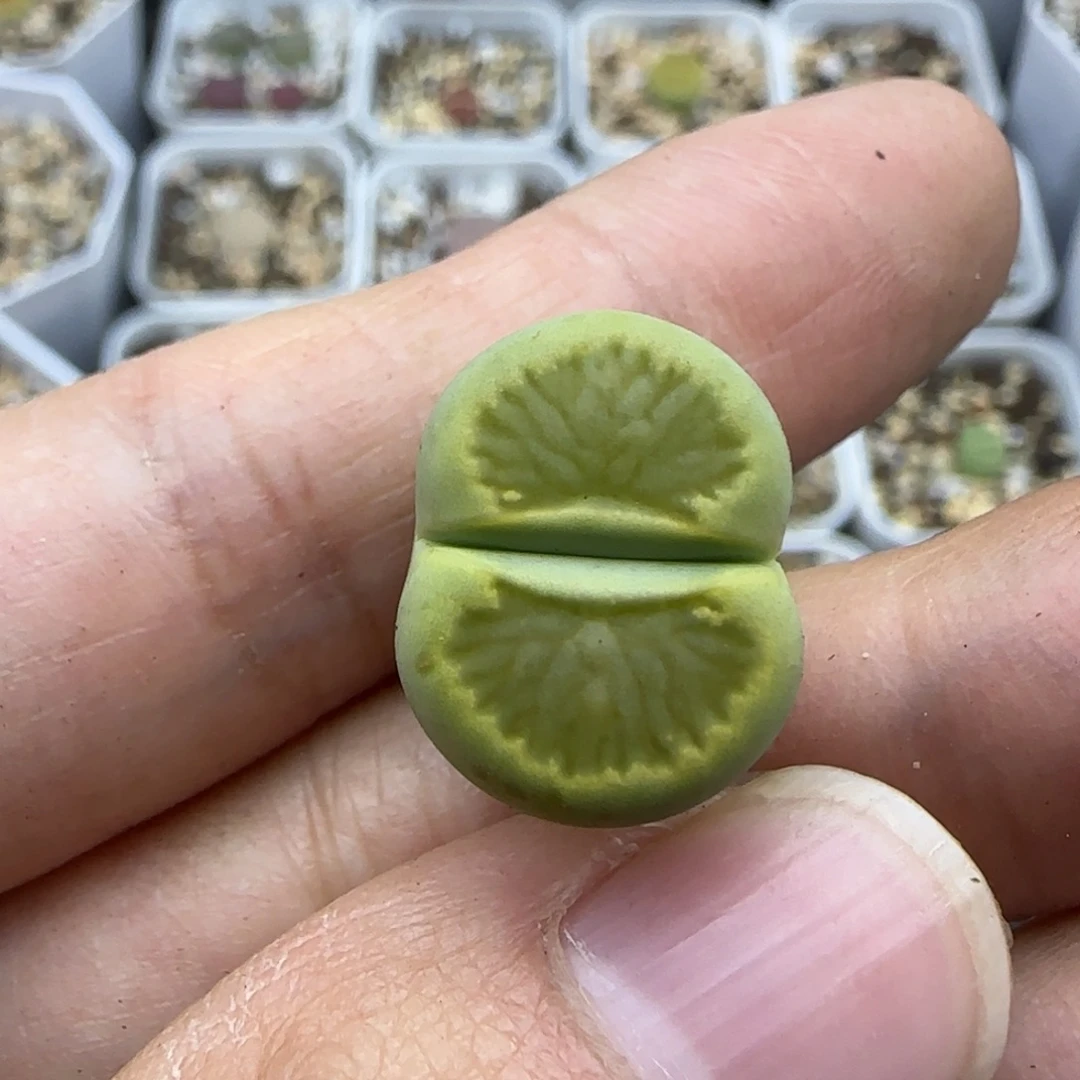 955 清框福利30包邮